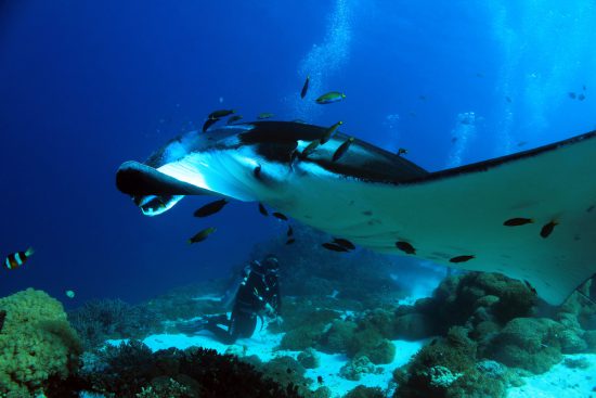 Giant manta ray