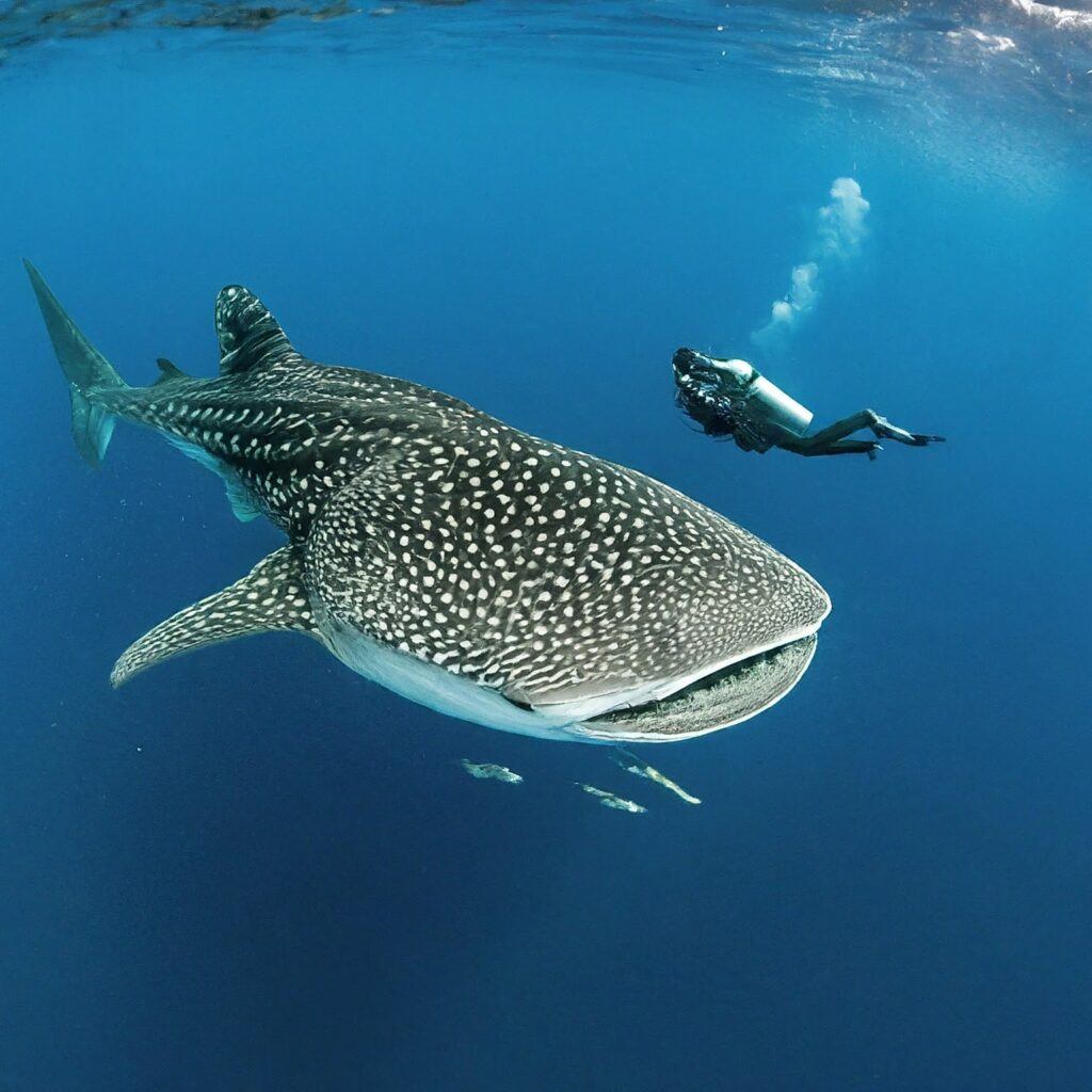 Scuba diving with a gentle whaleshark in Utila, Honduras